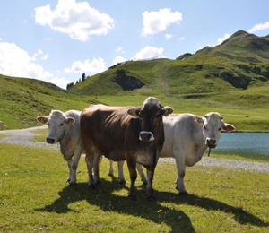 奧地利吉特士牧場